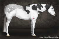 Horse Color:White Spotted Liver Chestnut Splash Frame 