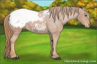 Horse Color:Chestnut Appaloosa 