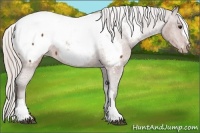 Horse Color:Silver Bay Appaloosa 