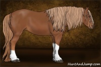 Horse Color:Chestnut Tobiano