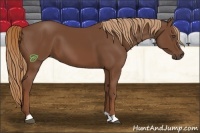 Horse Color:Chestnut 
