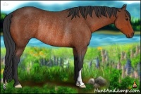 Horse Color:Bay Rabicano 