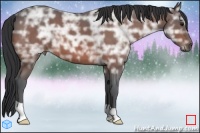 Horse Color:Bay Ice Roan 