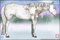 Horse Color:Silver Brown Ice Sabino Splash 