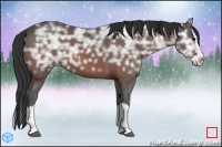 Horse Color:Bay Ice Sabino Splash