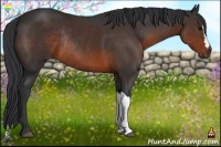 Horse Color:Brown Rabicano 