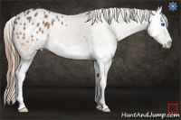 Horse Color:Buckskin Sabino Splash Varnish 