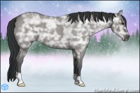 Horse Color:Grullo Ice Roan 