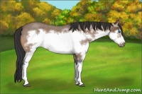 Horse Color:Bay Roan Splash Frame 