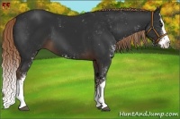 Horse Color:Liver Chestnut Sabino Splash