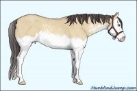 Horse Color:Amber Champagne Dun Sabino Splash 