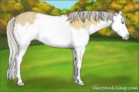 Horse Color:Silver Buckskin Dun Sabino Splash 