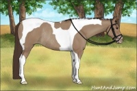 Horse Color:Classic Champagne Tobiano Rabicano