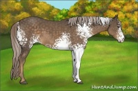 Horse Color:White Spotted Chocolate Palomino