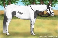 Horse Color:Smoky Black Splash Tobiano Rabicano