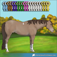 Horse Color:Classic Champagne Tobiano 