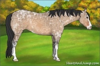 Horse Color:Bay Ice Dun Sabino 