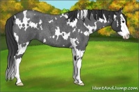 Horse Color:White Spotted Smoky Blue Roan Splash