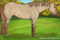 Horse Color:Liver Red Dun 