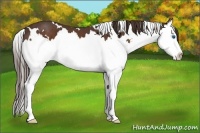Horse Color:White Spotted Liver Chestnut Splash 