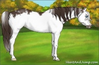 Horse Color:White Spotted Liver Chestnut Splash Frame 