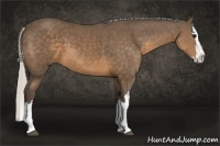 Horse Color:Silver Buckskin Splash 