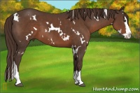 Horse Color:White Spotted Liver Chestnut Splash 