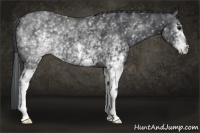 Horse Color:White Spotted Black 