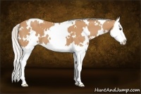 Horse Color:White Spotted Silver Bay Splash