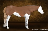 Horse Color:Chestnut Splash