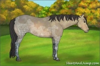 Horse Color:Buckskin Ice Sabino