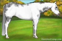 Horse Color:White Spotted Blue Roan Splash Frame Rabicano