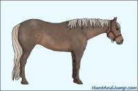 Horse Color:Silver Black Sabino Rabicano 