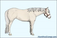 Horse Color:Cremello Sabino