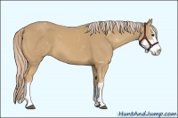 Horse Color:Palomino Sabino