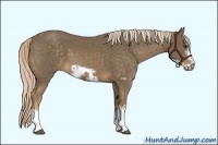 Horse Color:Chocolate Palomino Frame 
