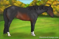 Horse Color:Brown 
