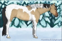 Horse Color:Bay Dun Tobiano Rabicano 
