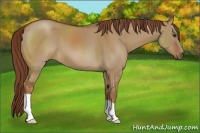 Horse Color:Red Dun