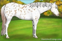 Horse Color:Amber Champagne Appaloosa 