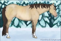 Horse Color:Amber Champagne Dun Rabicano