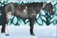 Horse Color:White Spotted Black 