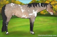Horse Color:White Spotted Brown Roan Dun