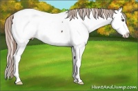 Horse Color:Liver Chestnut Splash Appaloosa