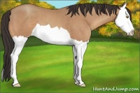 Horse Color:Amber Champagne Splash 