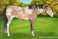 Horse Color:White Spotted Amber Champagne Ice Splash 