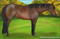Horse Color:Bay Rabicano 