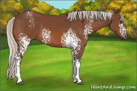 Horse Color:White Spotted Silver Bay 