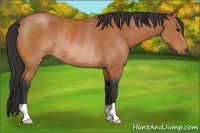 Horse Color:Bay Rabicano 