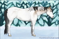 Horse Color:White Spotted Bay Dun Tobiano 